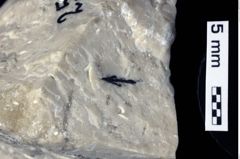 Foto (Detailansicht) von Decapoda indet. (NHMW-GEO-1990-0041-0256)